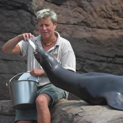A female sea lion accepts a fish from a keeper who sits beside her. The keeper is holding a silver bucket with more fish for the sea lion.