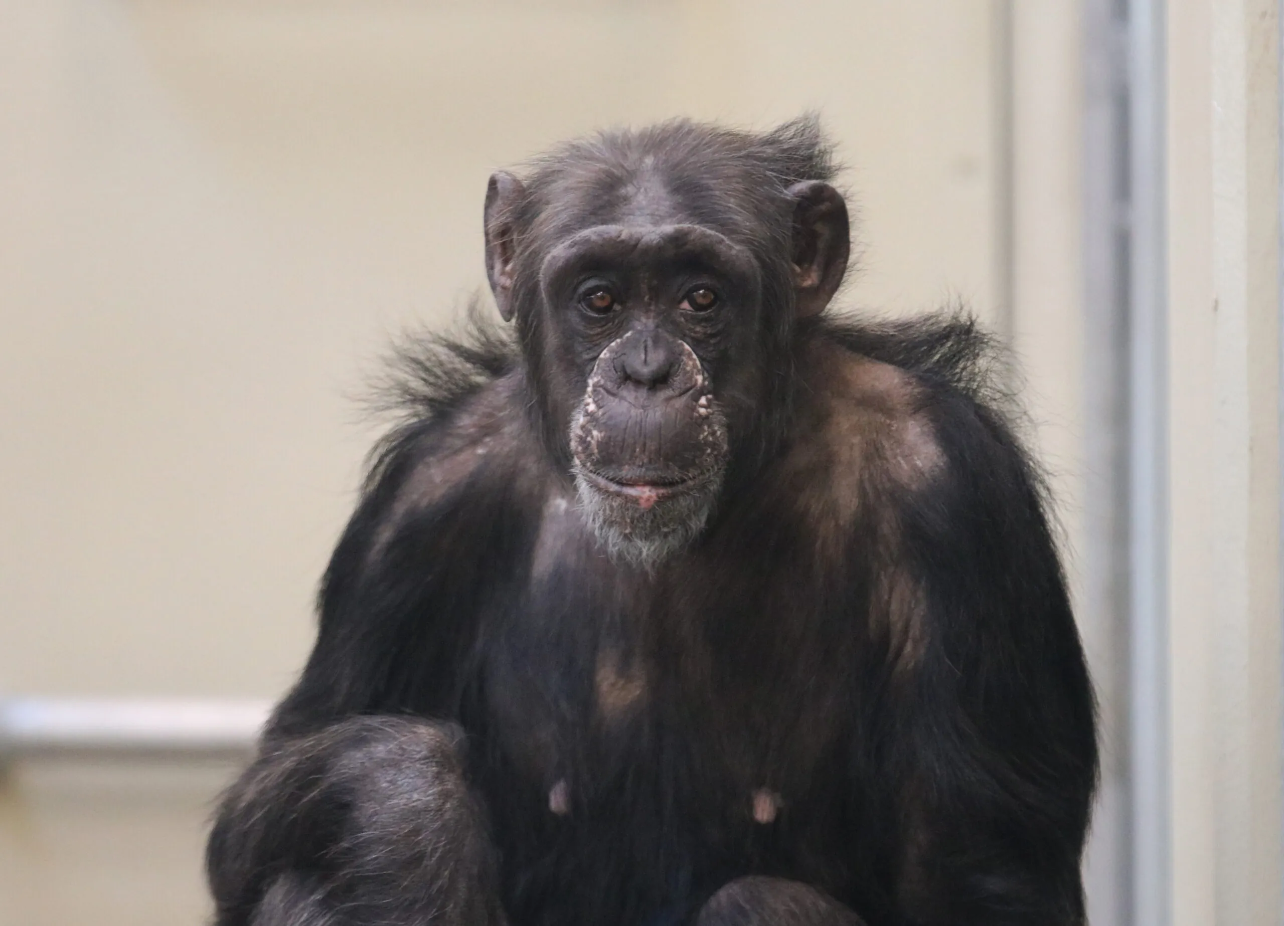 Mara the chimpanzee at the Indy Zoo