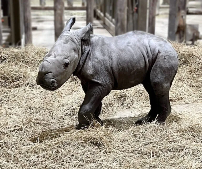 Newborn rhino calf at the Indianapolis Zoo