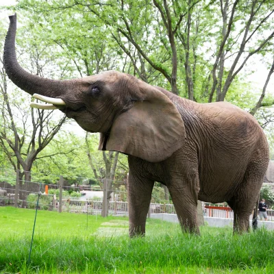 African elephant in profile with its trunk extended into the air.