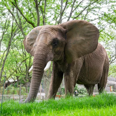 African elephant stands in a zoo exhibt among tall, bright green grass.