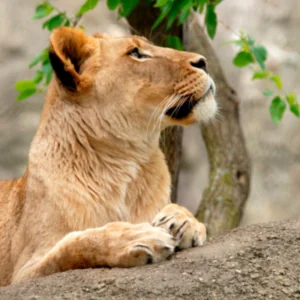Lioness lounges on a rock. She is looking up and to the right.