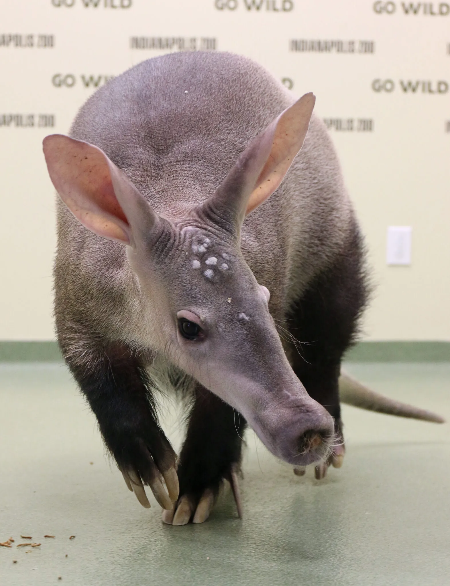 Adazee the Aardvark at the indy zoo
