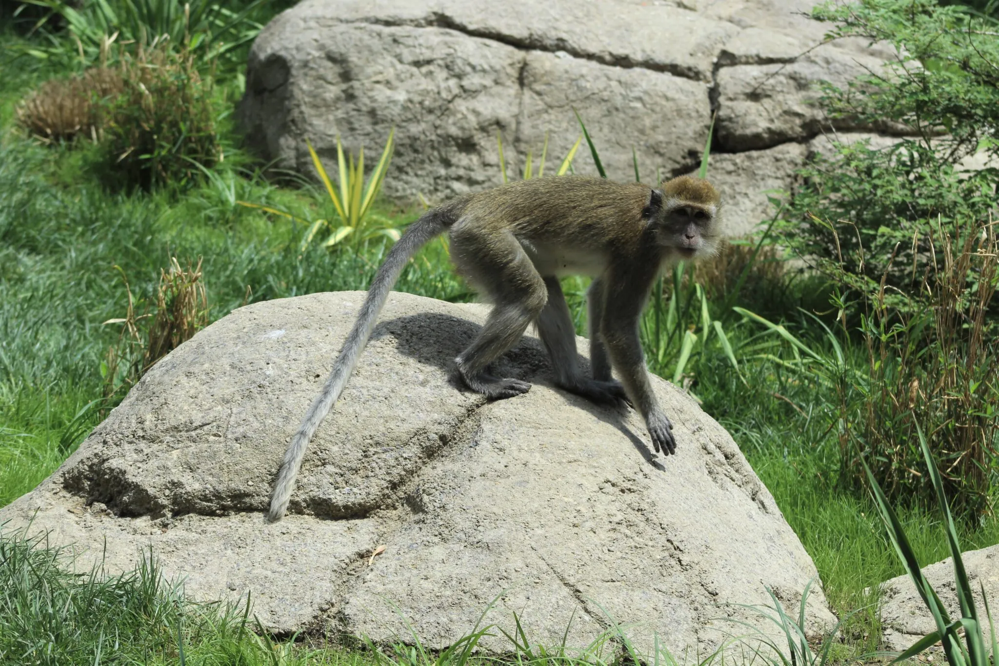 Macaque standing on a rock