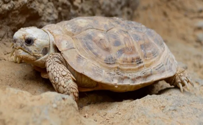 African pancake tortoise on brown rocks
