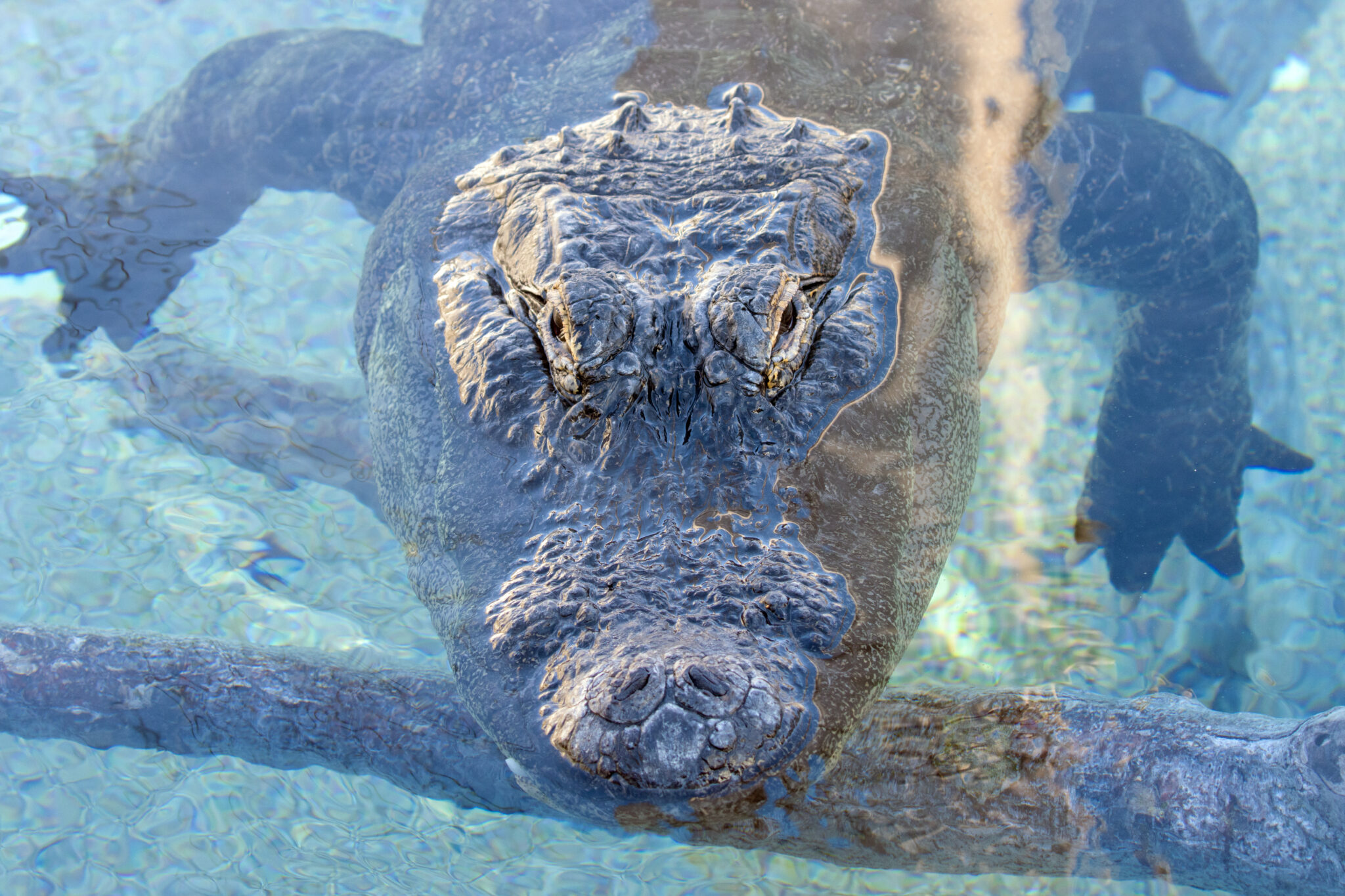 Alligator floating in water Indy Zoo