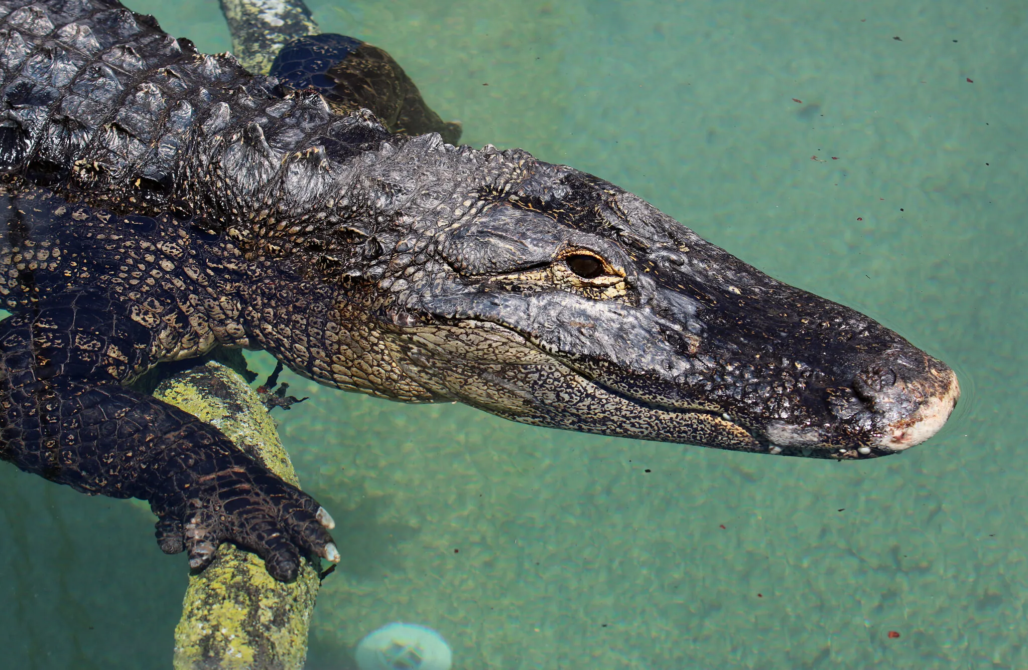 Alligator head from the side