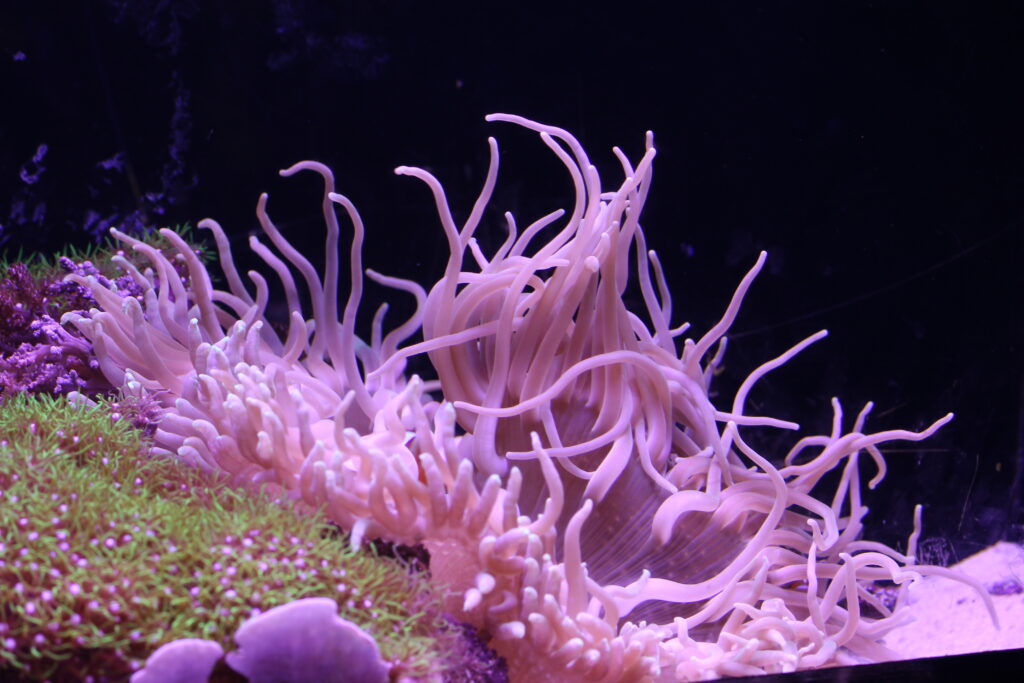 pink Anemone