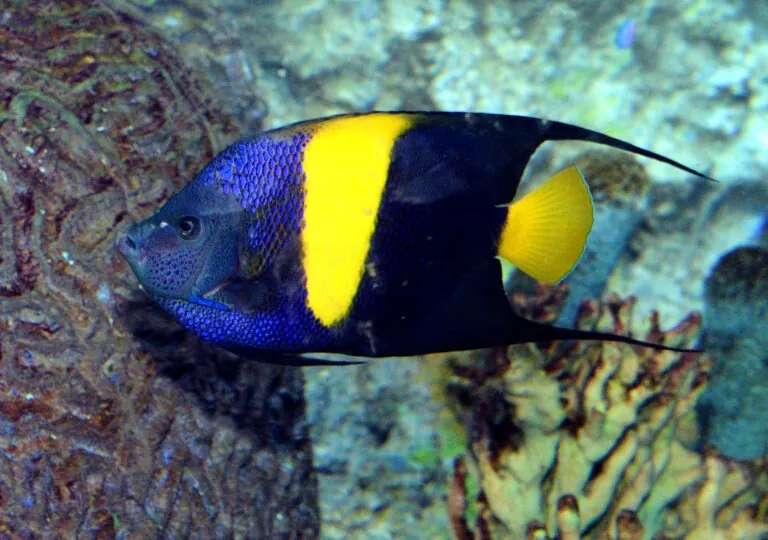 Arabian angelfish