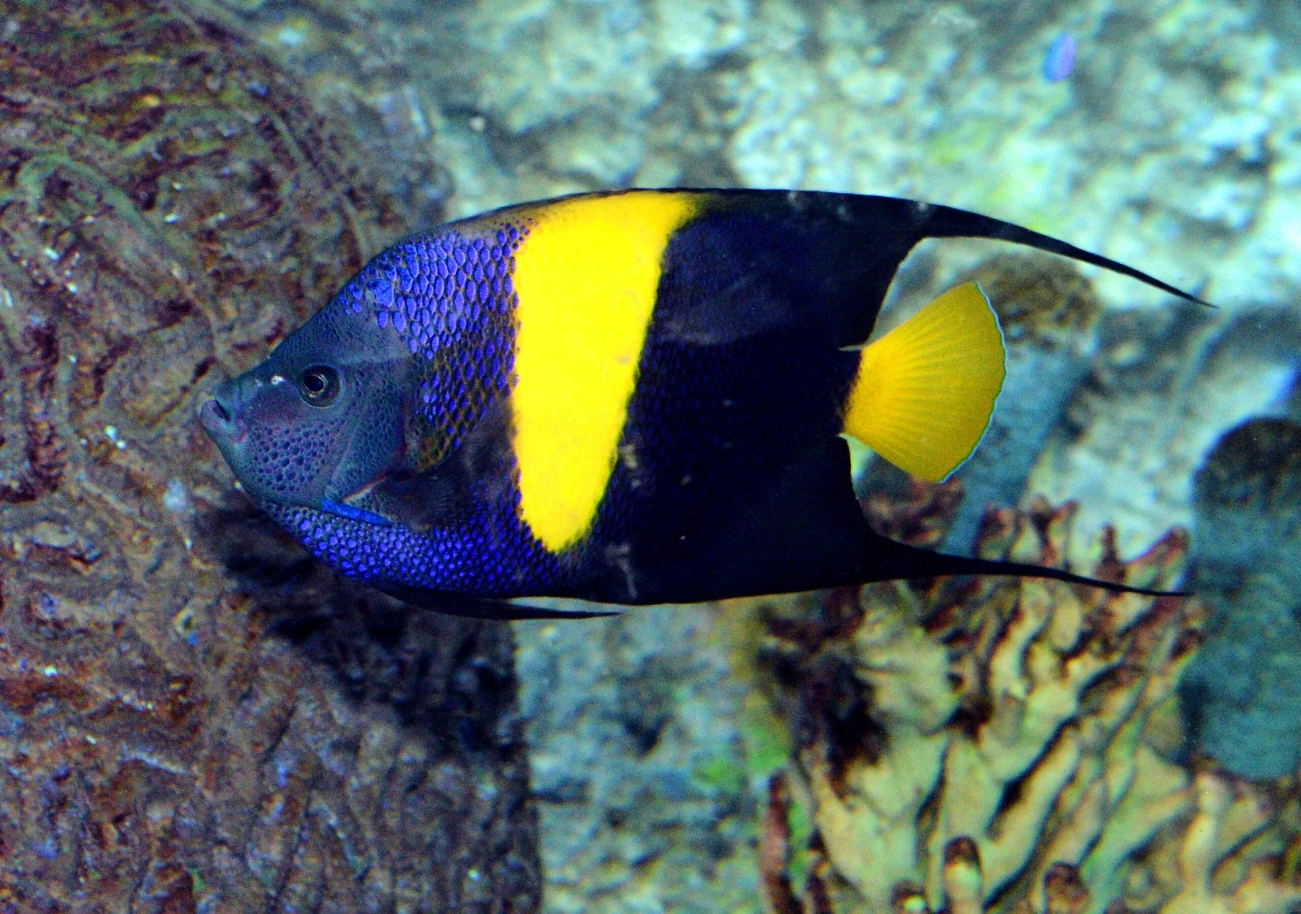 Arabian angelfish