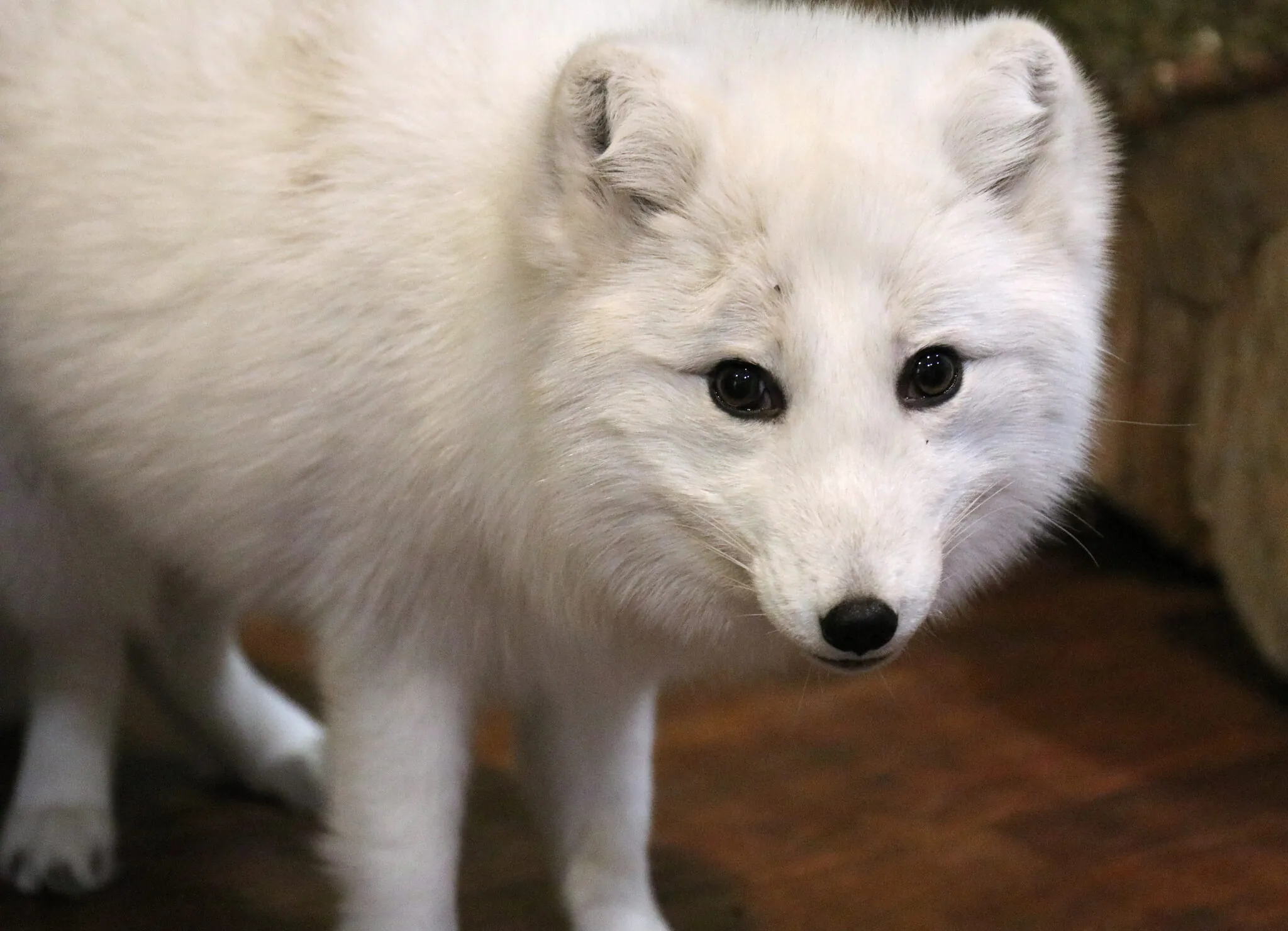Arctic fox