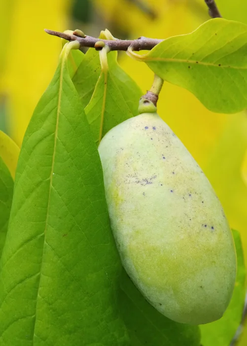 PawPaw fruit