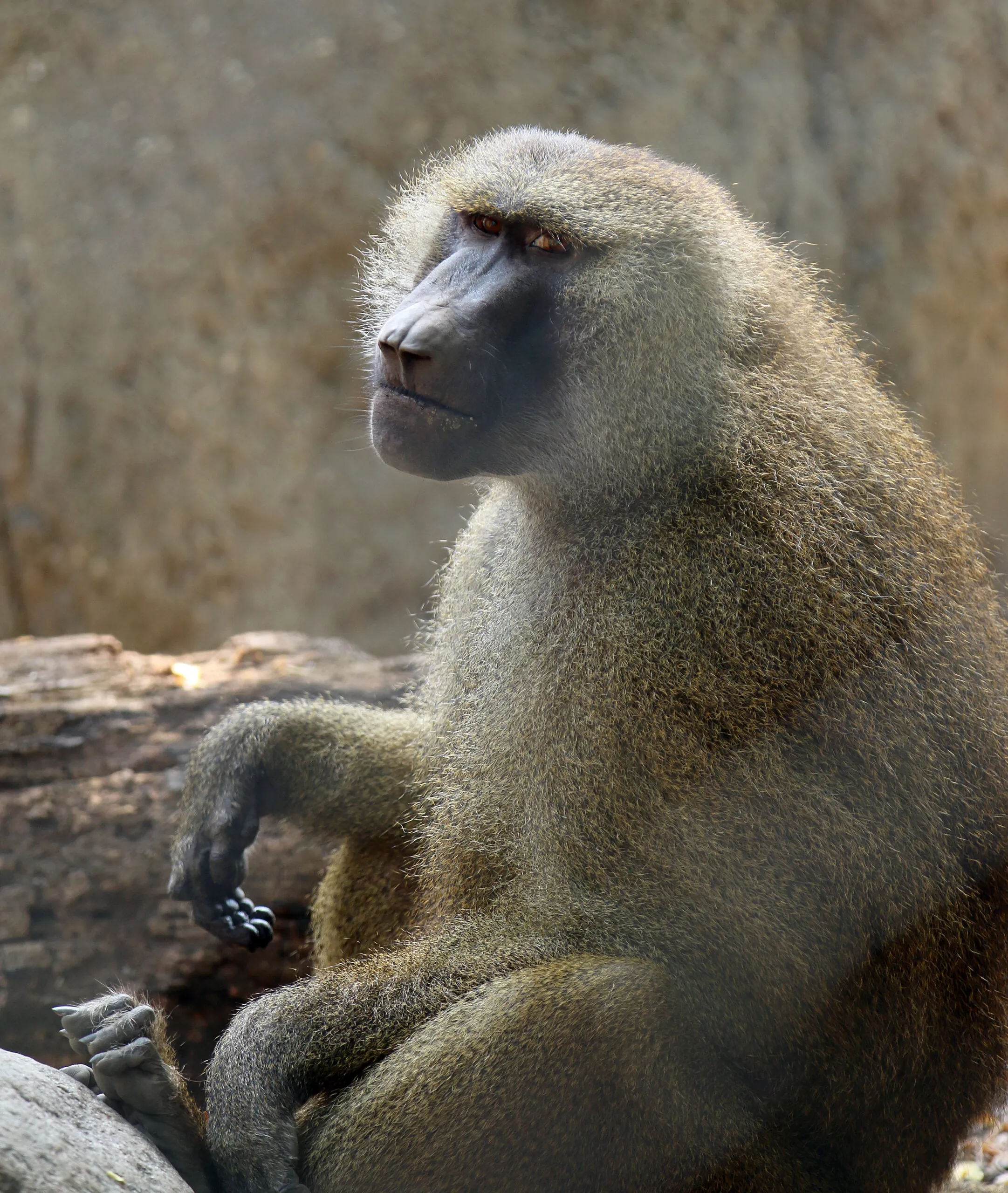 Baboon