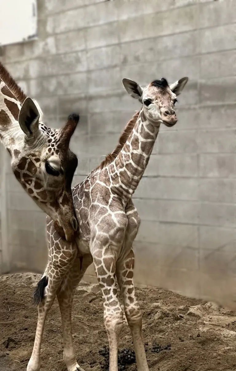 zoo babies, newborn calf standing near his mother