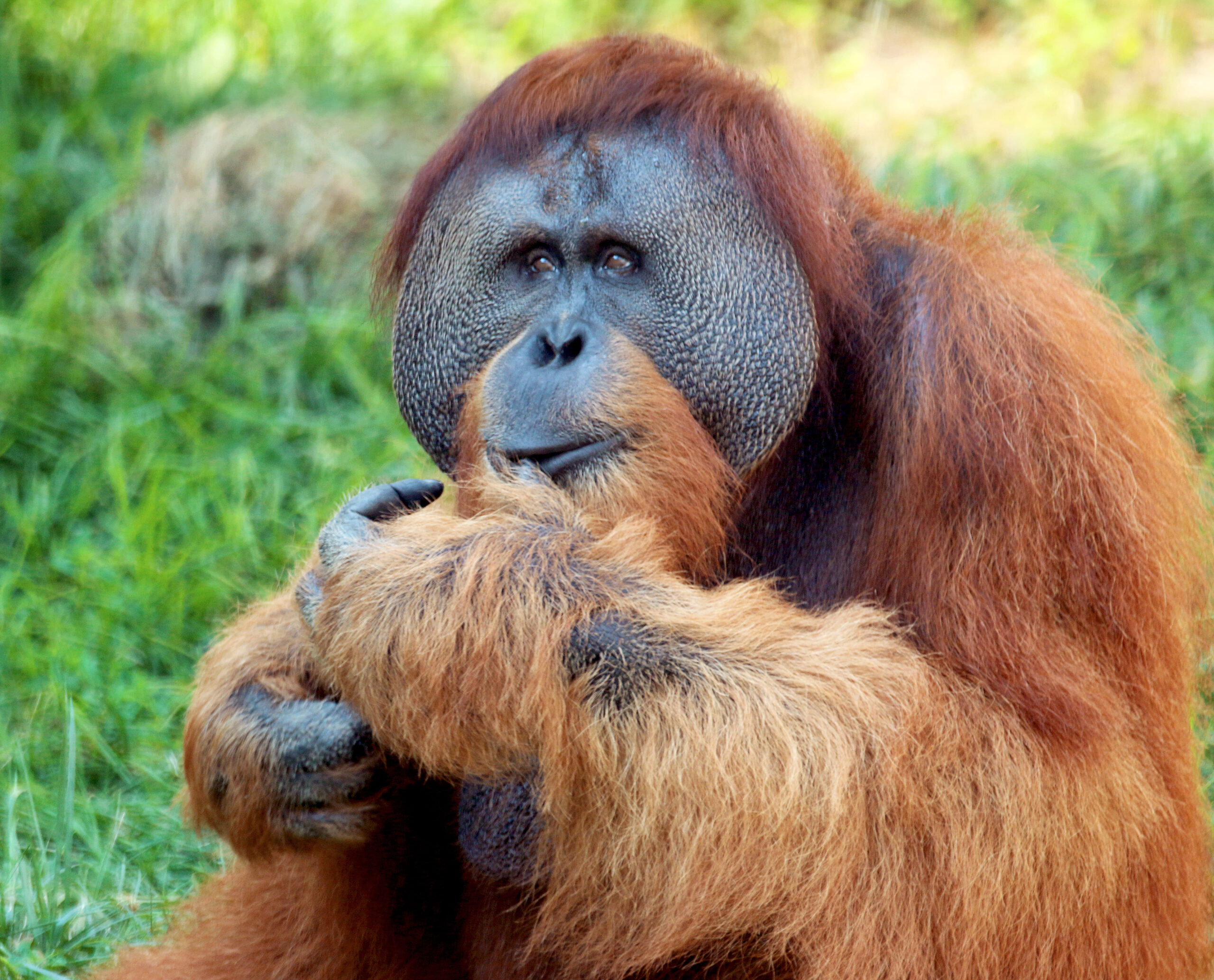 Basan the orangutan outside at the Indianapolis Zoo
