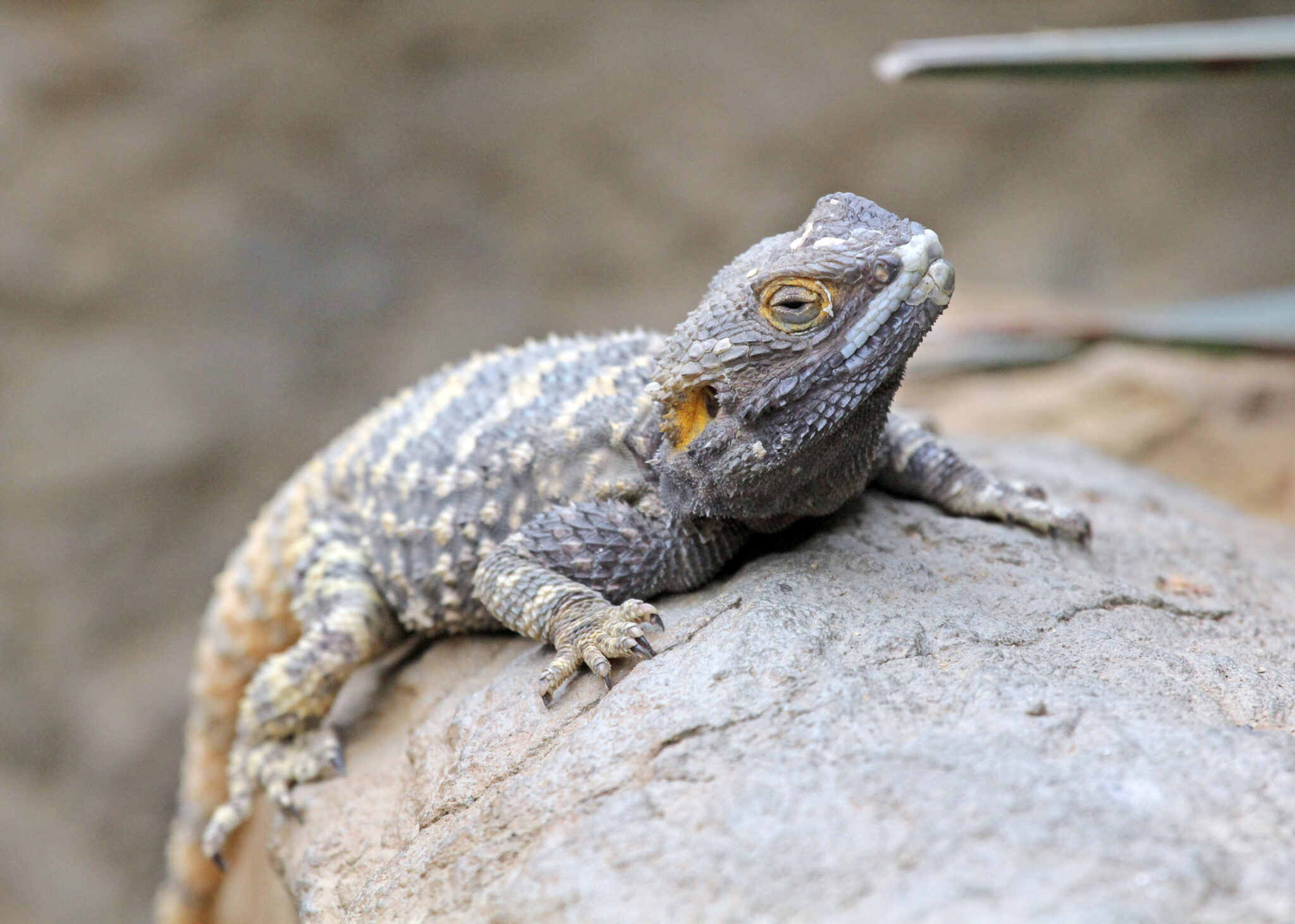 Bearded dragon on a rock