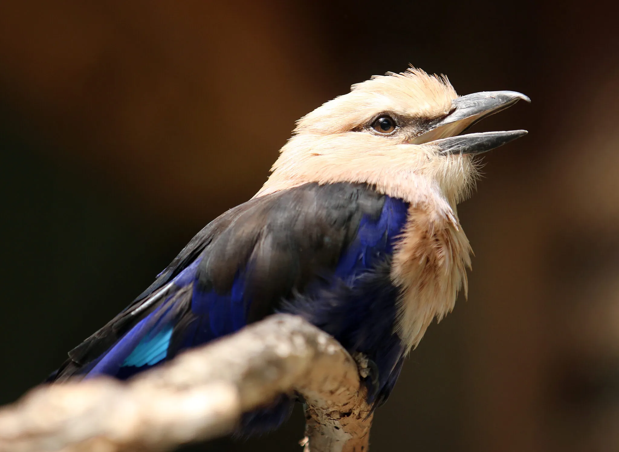 Blue Bellied Roller