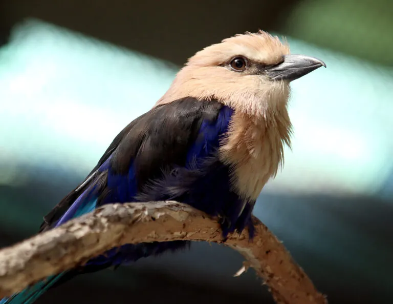 Blue Bellied Roller, brown blue and black feather small bird
