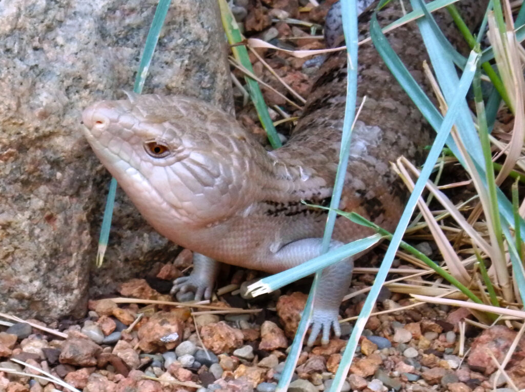 Blue-tongued skink with rock and grass