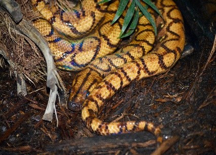 Brazilian rainbow boa