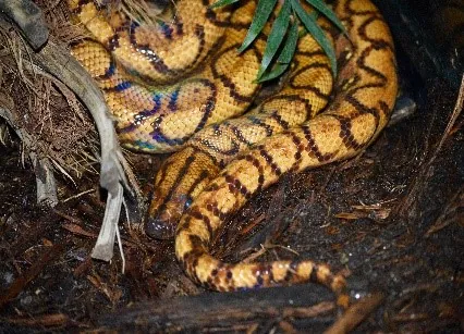 Brazilian rainbow boa