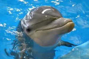 Dolphin close-up face
