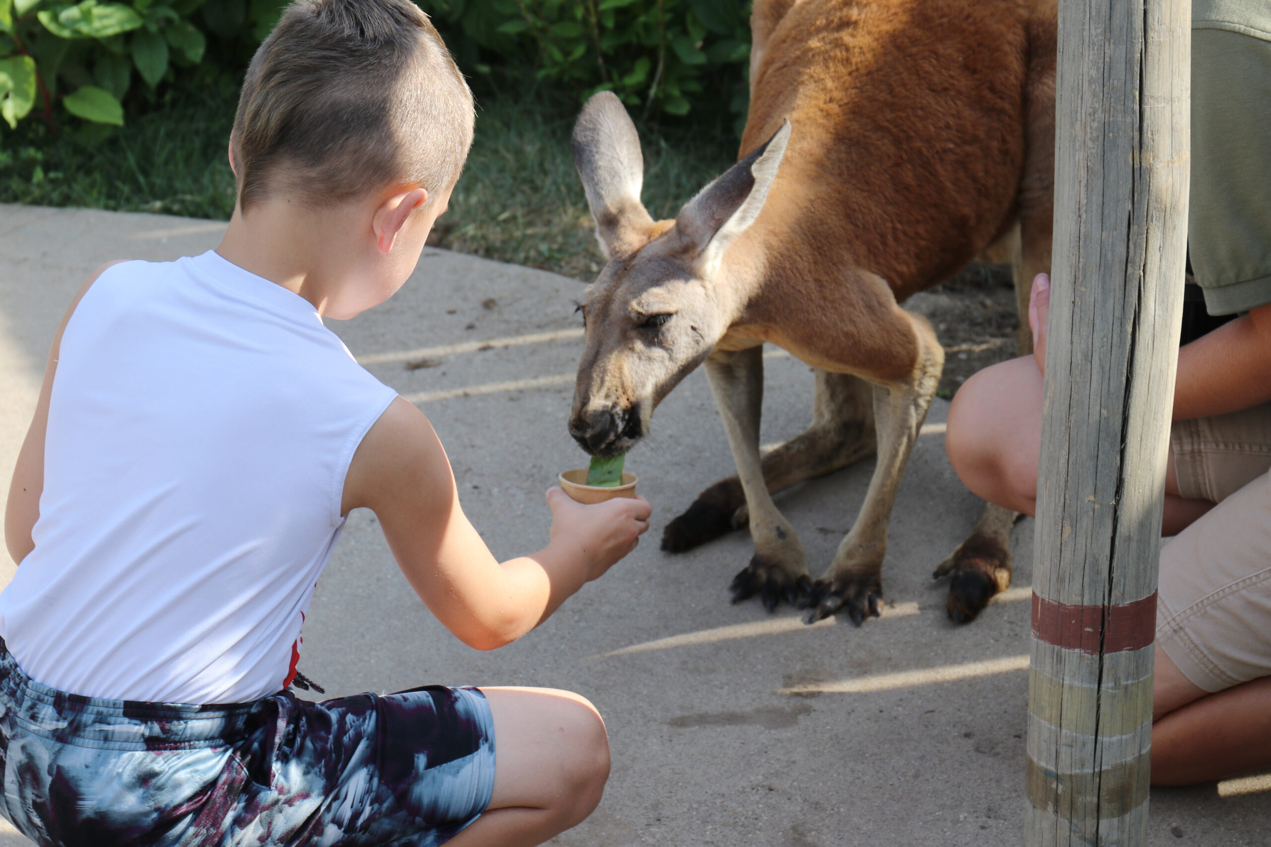 Boy Feeding Kangaroo - 2023