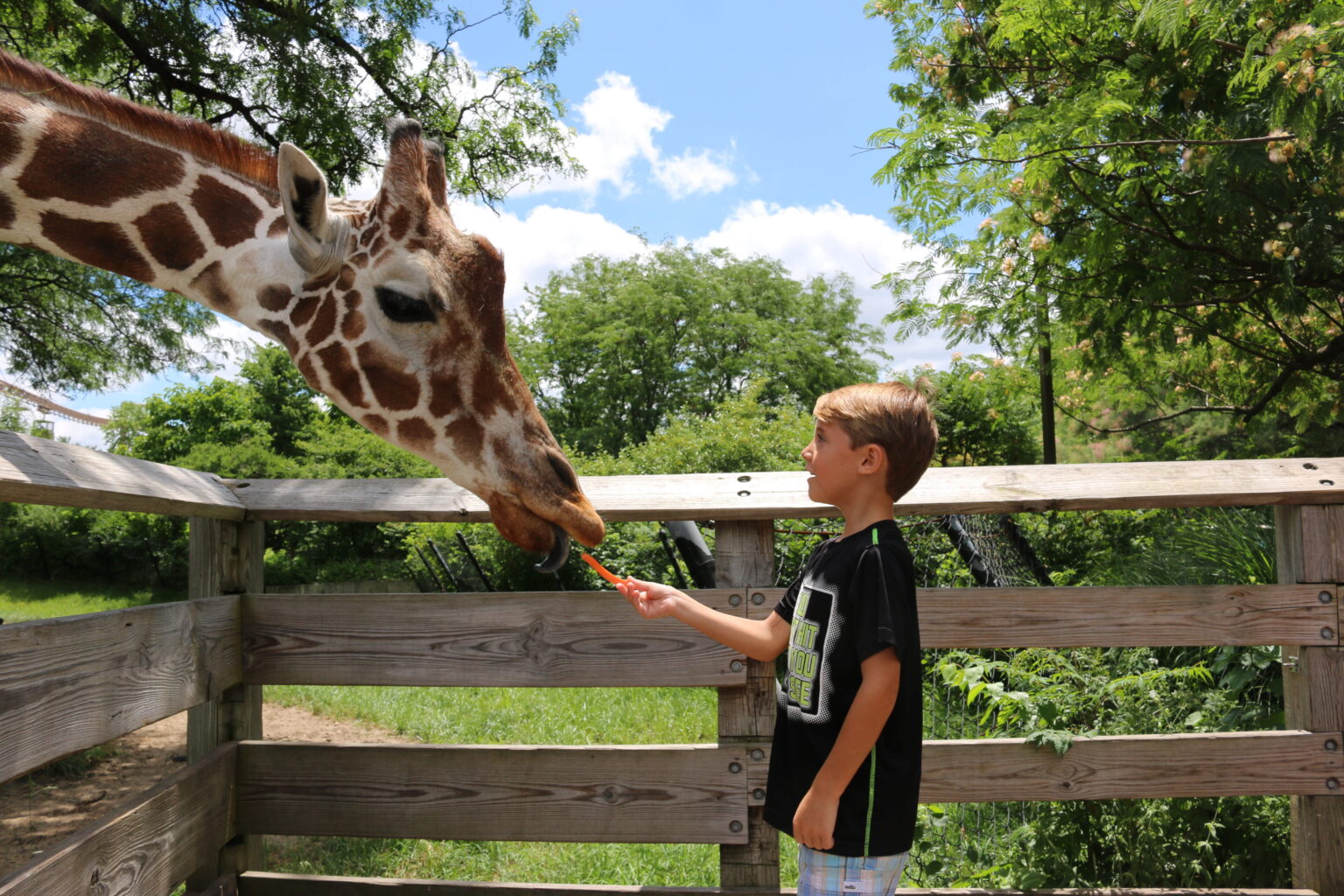 Feed a Giraffe Indianapolis Zoo