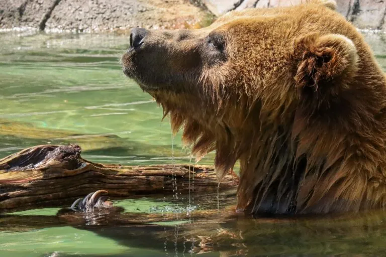 brown bear with head sticking out of water