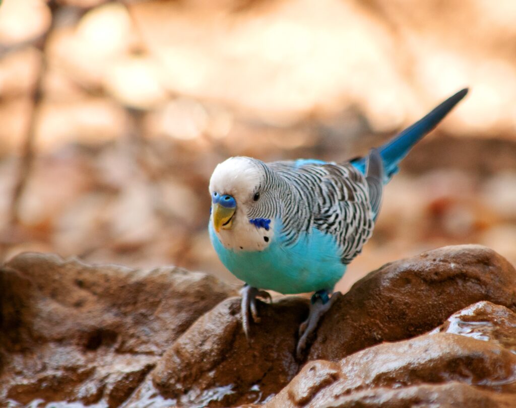 Blue Budgie Bird