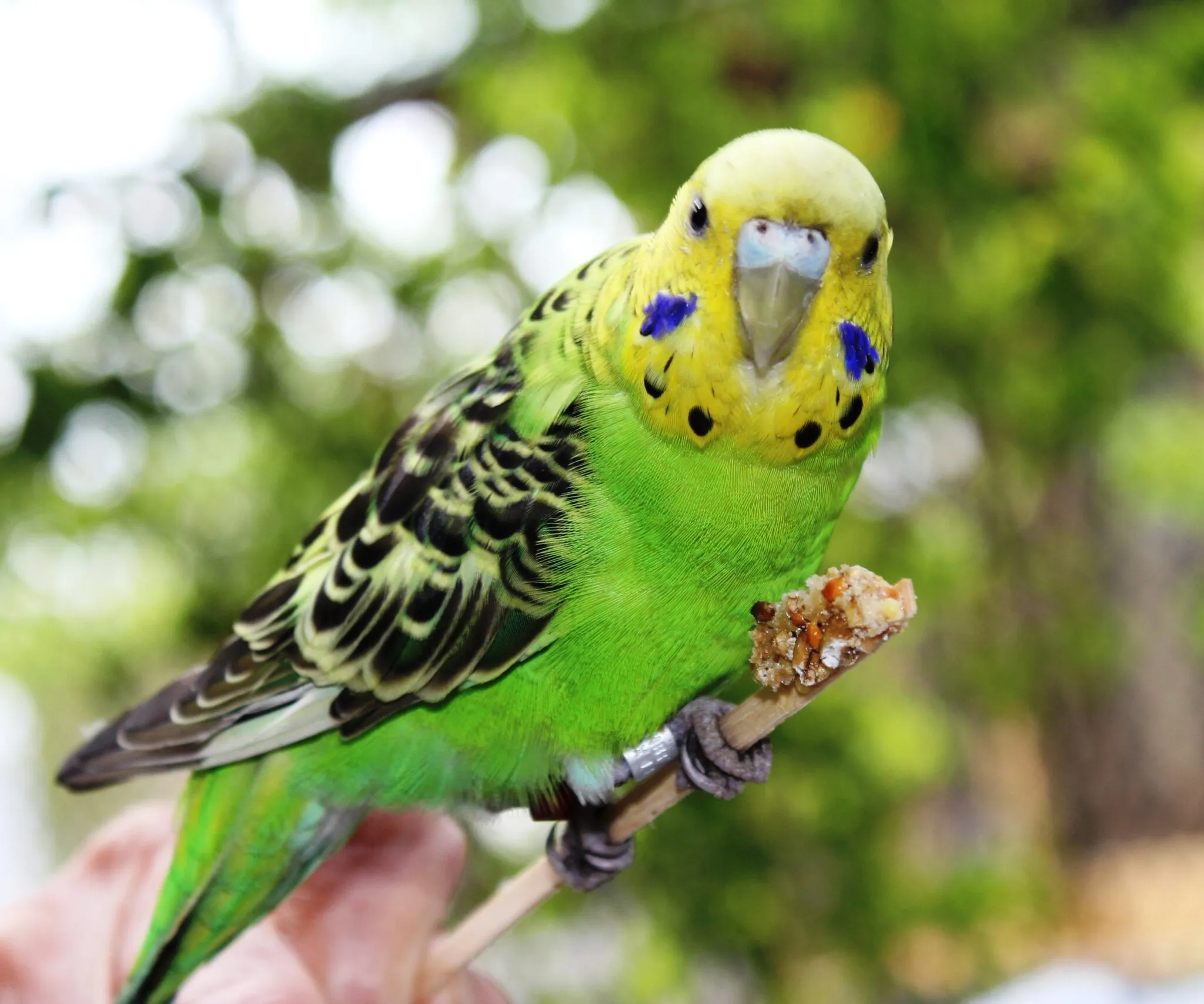 Green and yellow budgie