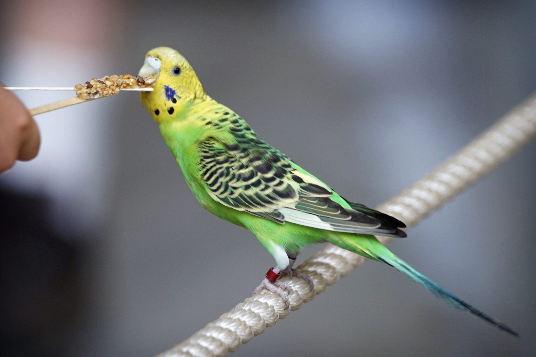 budgie eating from a feed stick indianapolis zoo