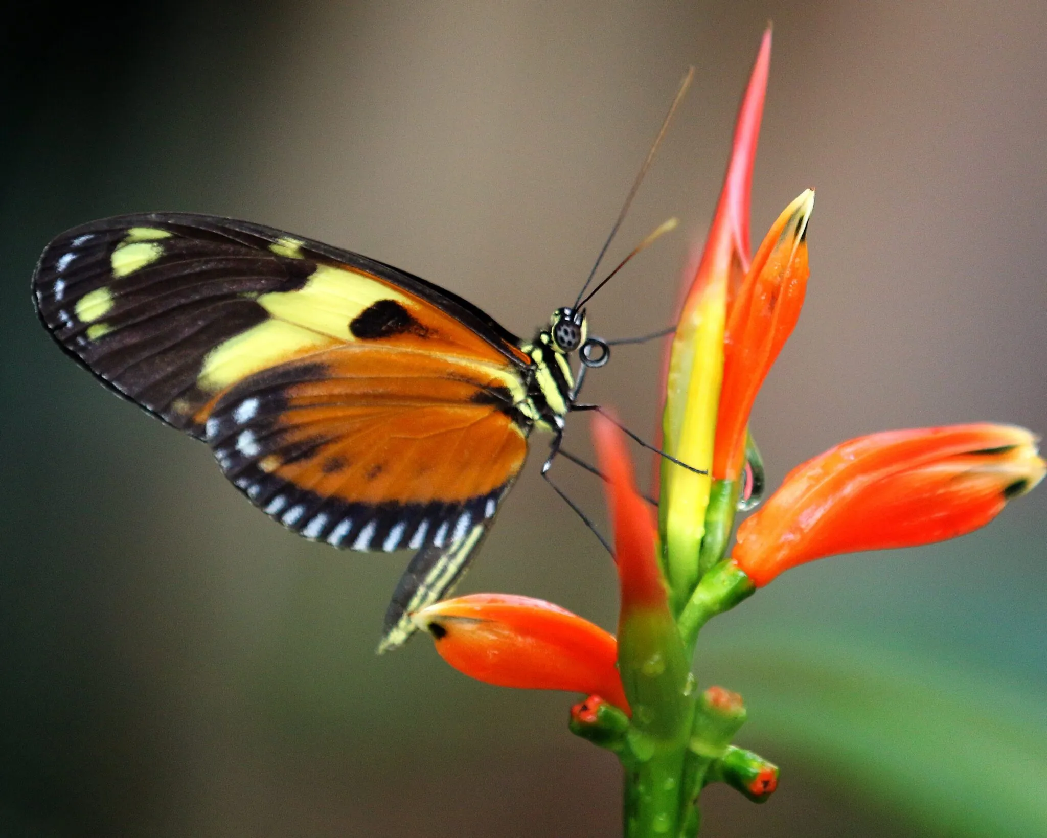 orange yellow and black butterfly on a flower