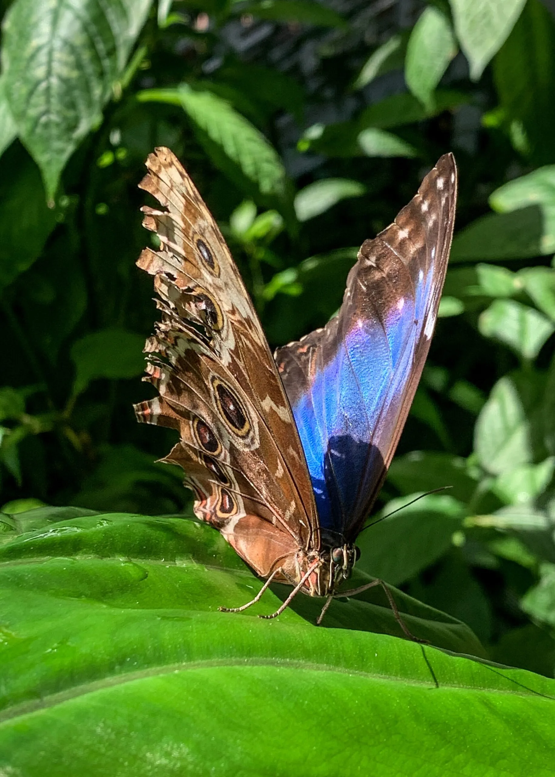 blue and brown winged butterfly