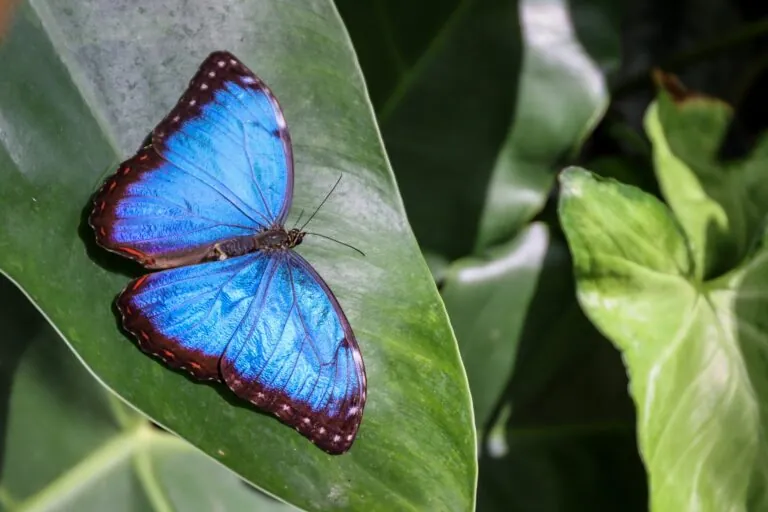 Blue morpho butterfly with vibrant blue wings resting on leaf