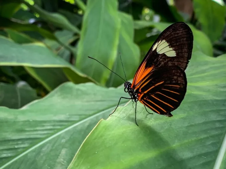 Colorful butterfly sits upon a bright green, tropical plant leaf. The butterfly is mostly dark brown with accents of bright orange and cream.