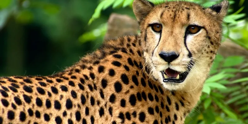 cheetah with mouth open