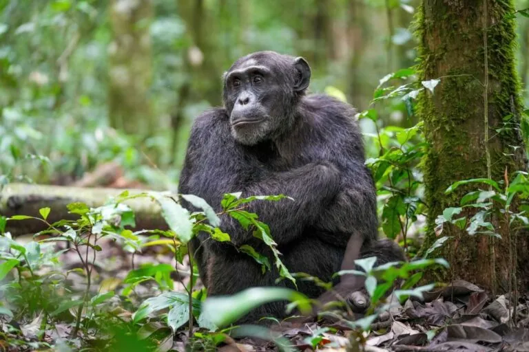 Chimpanzee in the forest