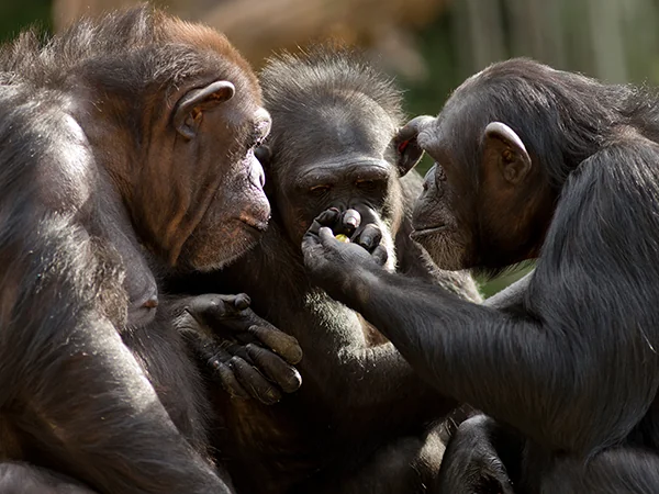 Three chimpanzees huddled together