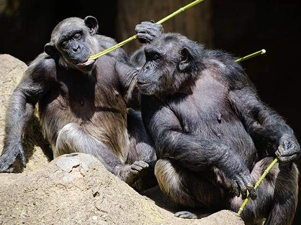 Chimpanzees using sticks as tools to eat