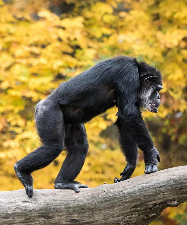 Chimpanzee in profile walking across tree