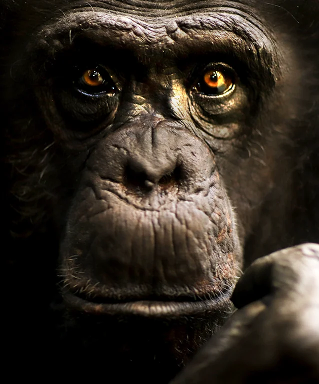 Chimpanzee's face