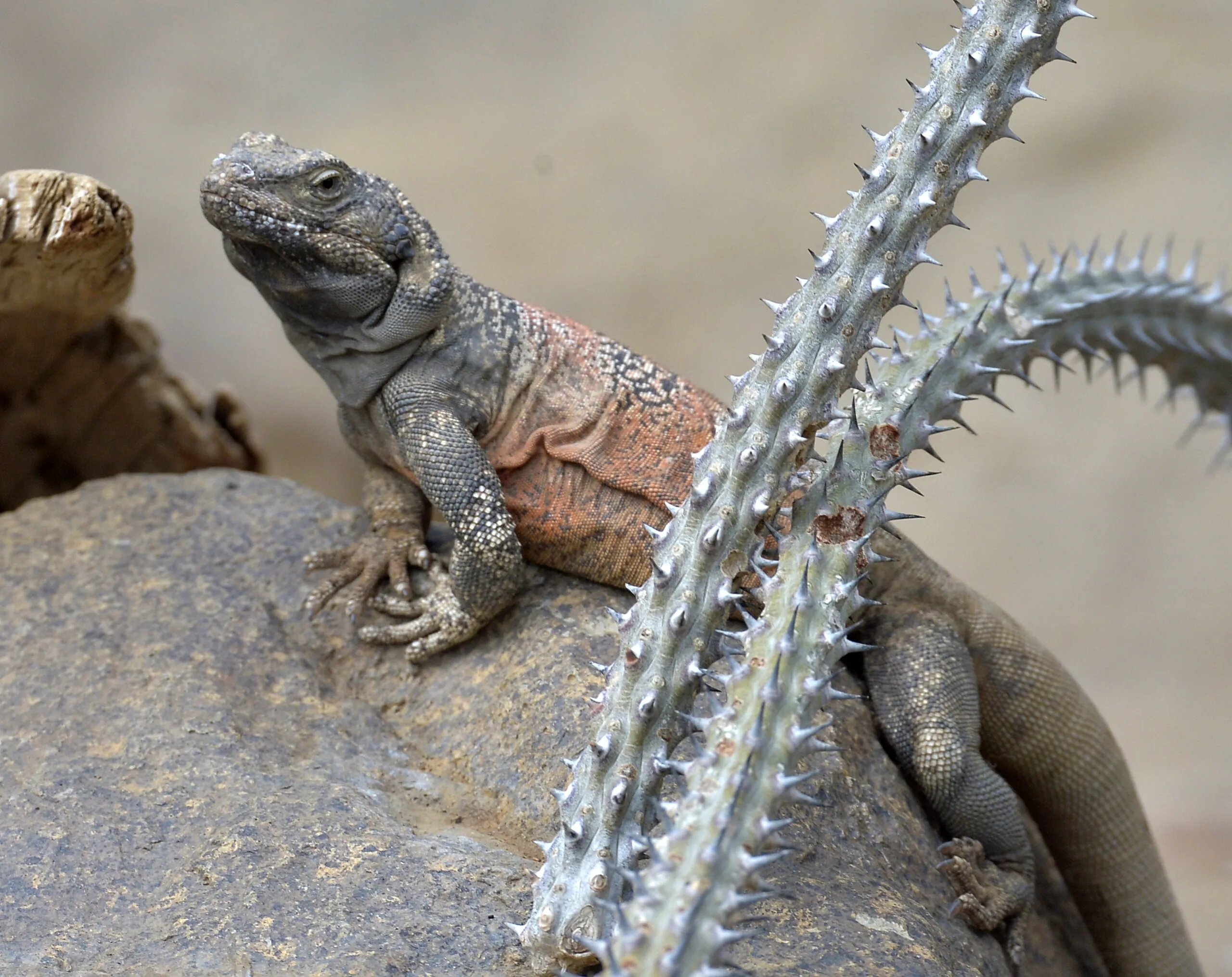 Chuckwalla lizard on a rock with cactus