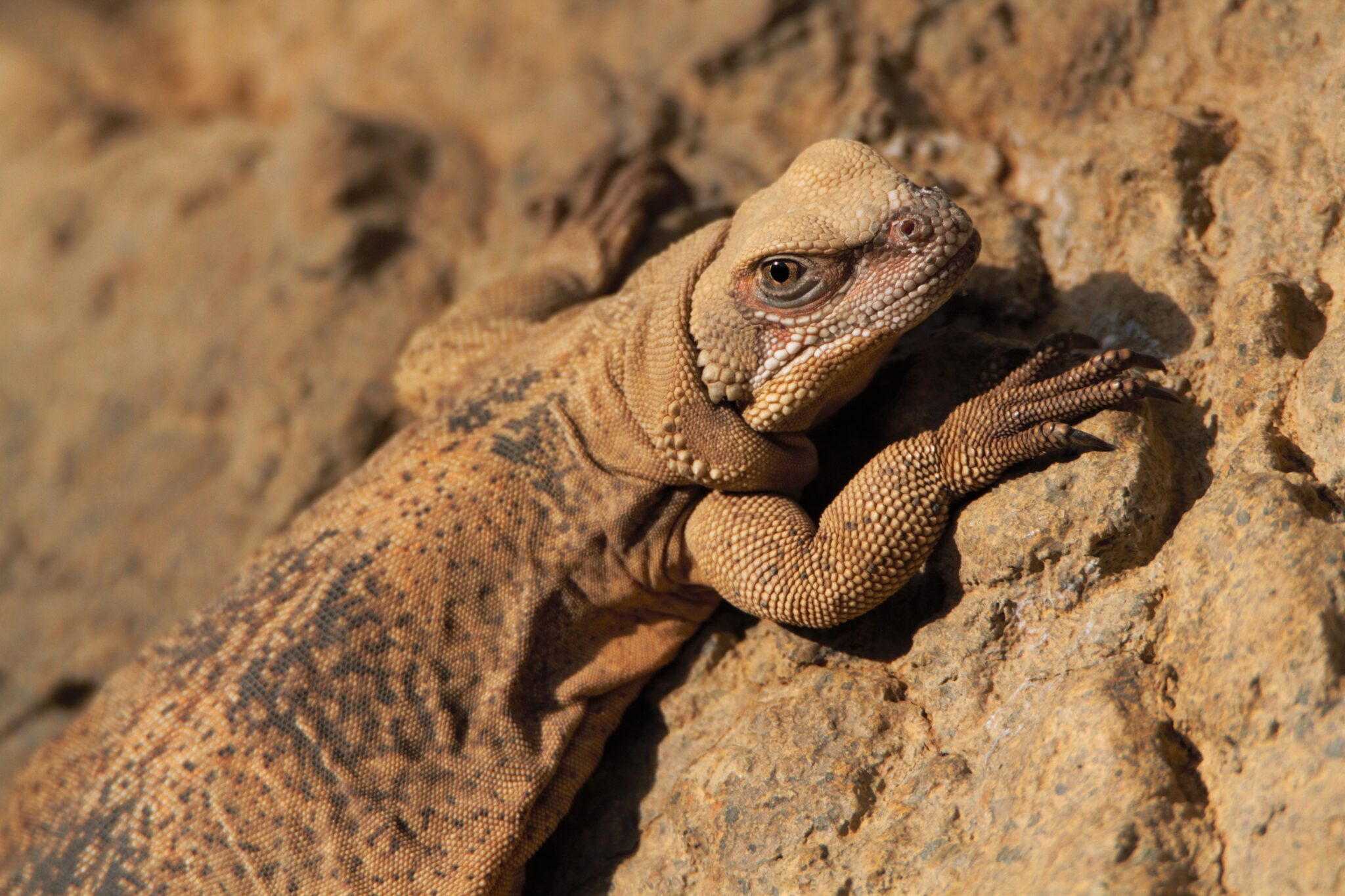 Chuckwalla