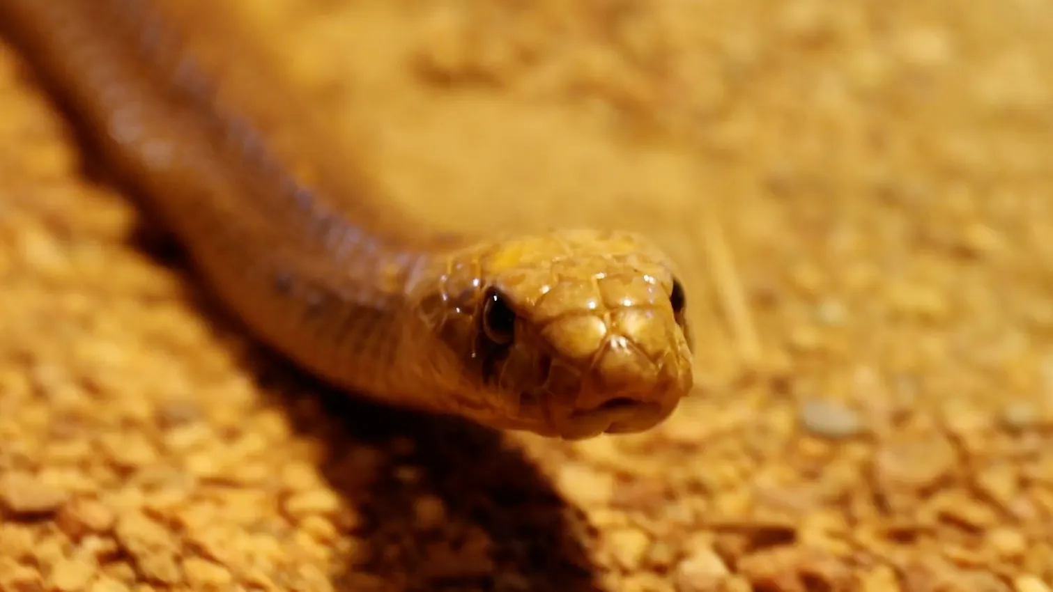 Cape cobra