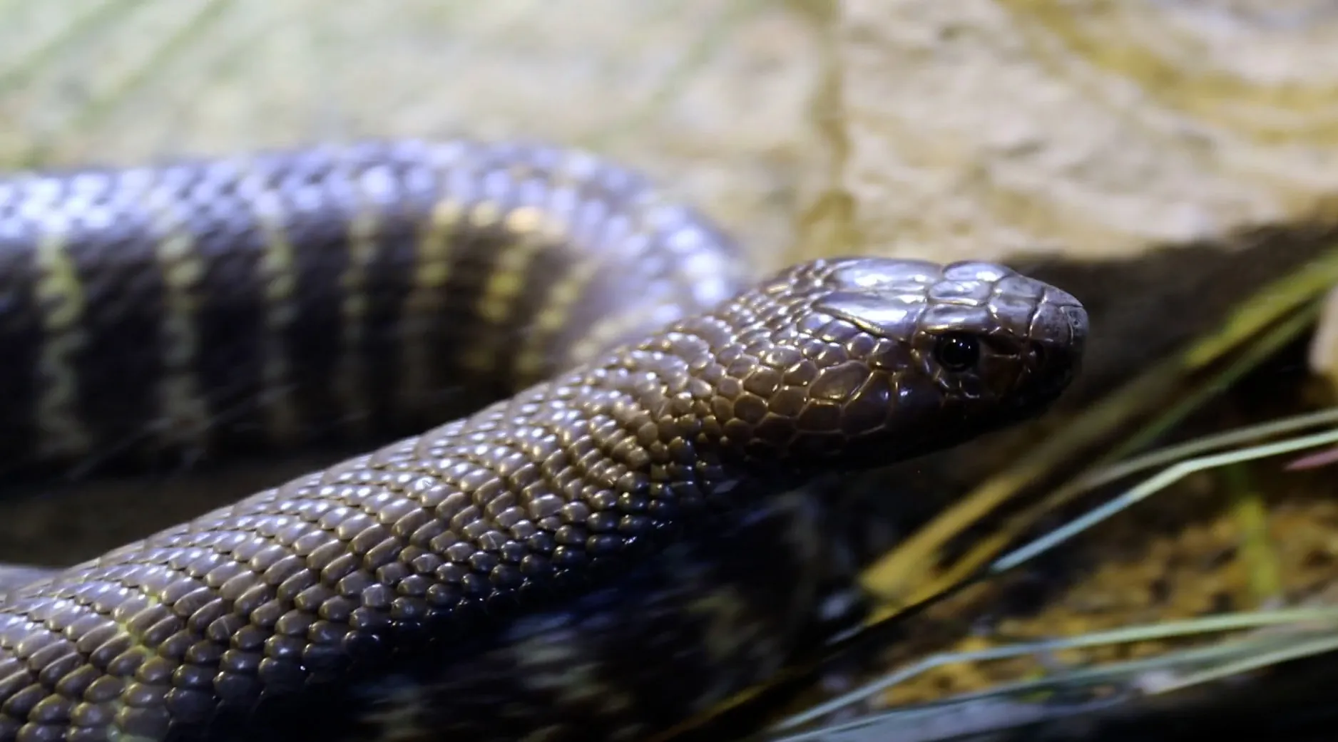 Zebra spitting cobra