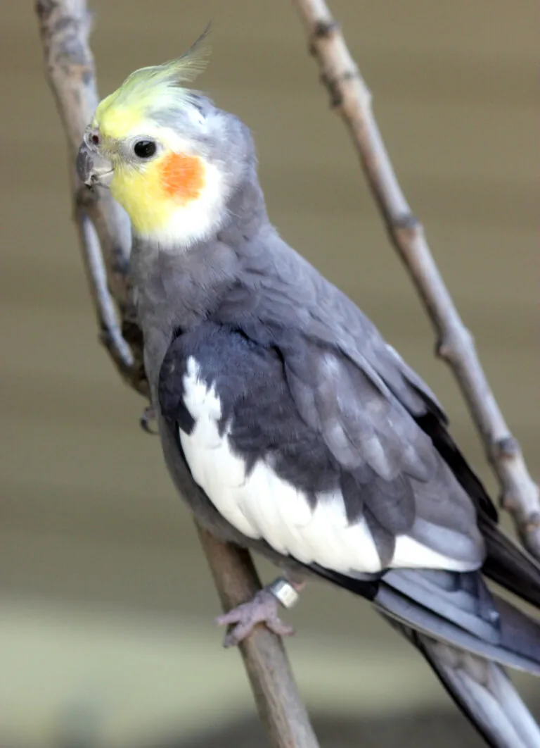 Cockatiel on a branch
