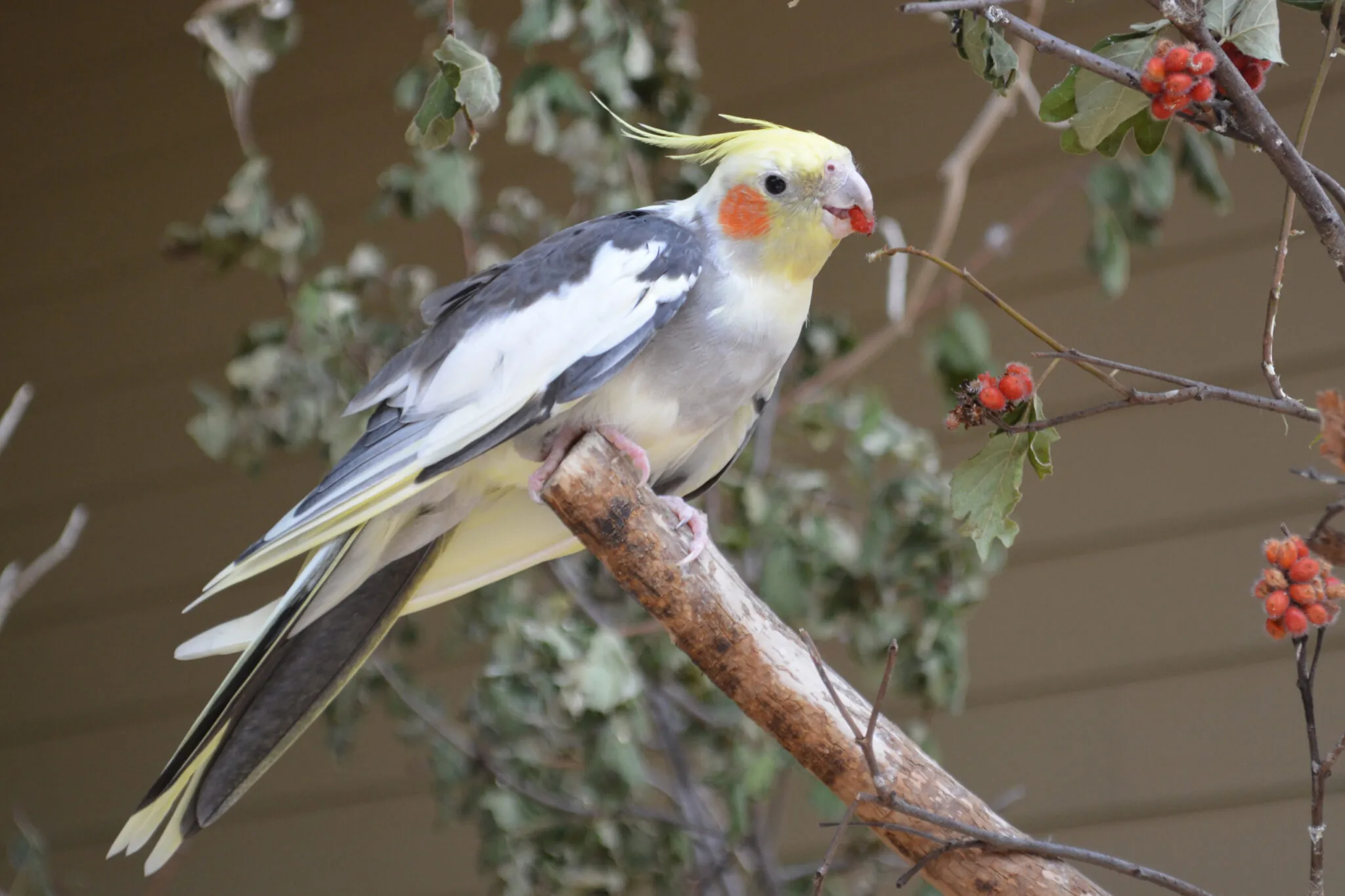 Cockatiel on a branch eating a berry