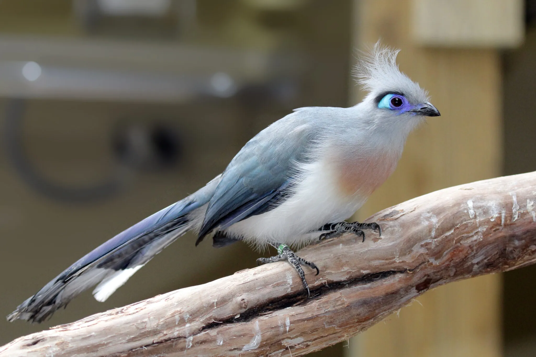 Crested coua bird on a branch