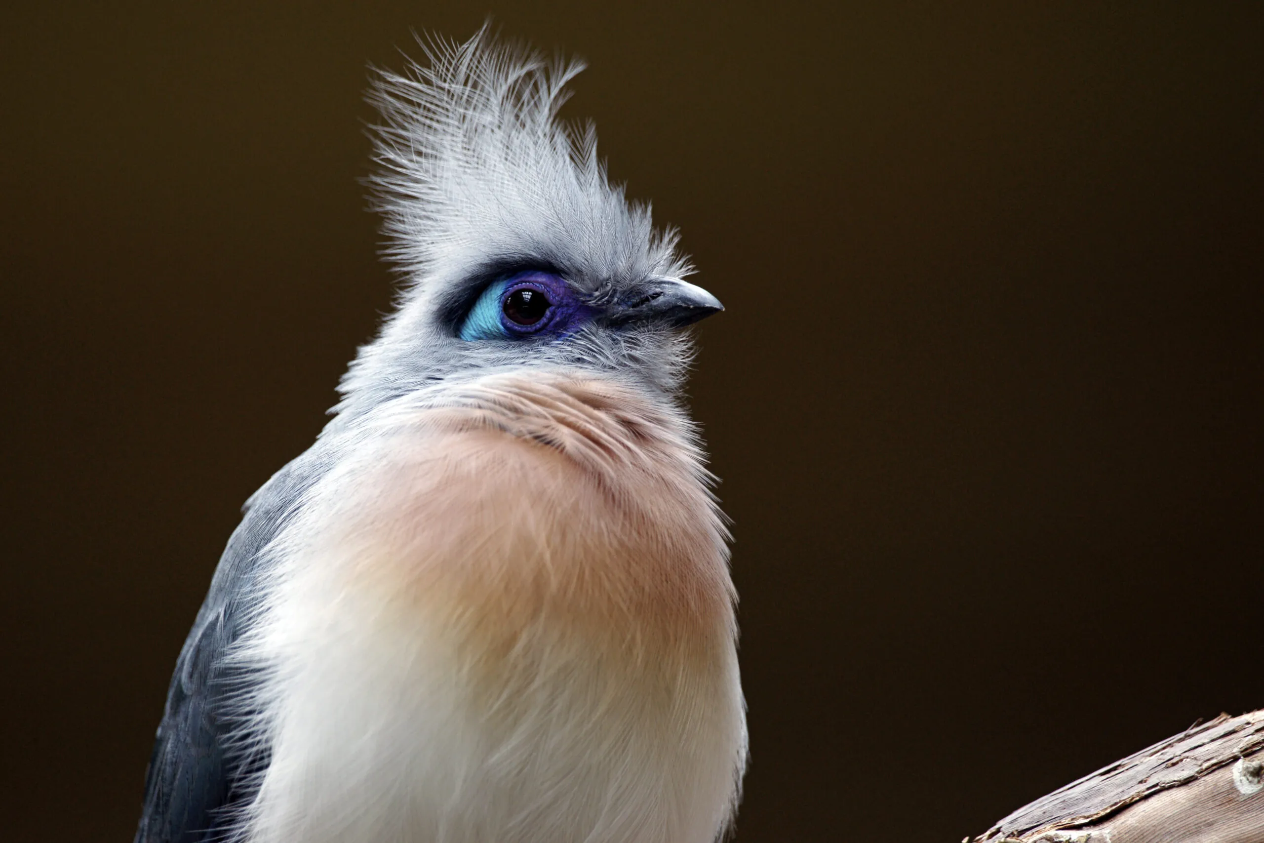 Crested coua bird